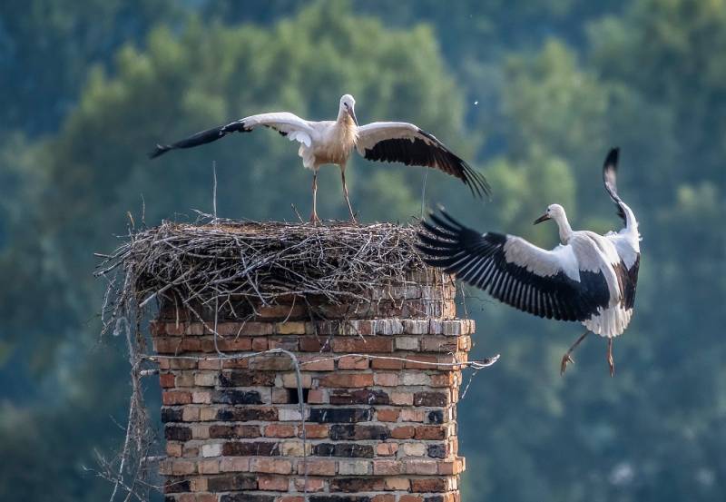 Professional Chimney Animal Removal Services in Coronado, California