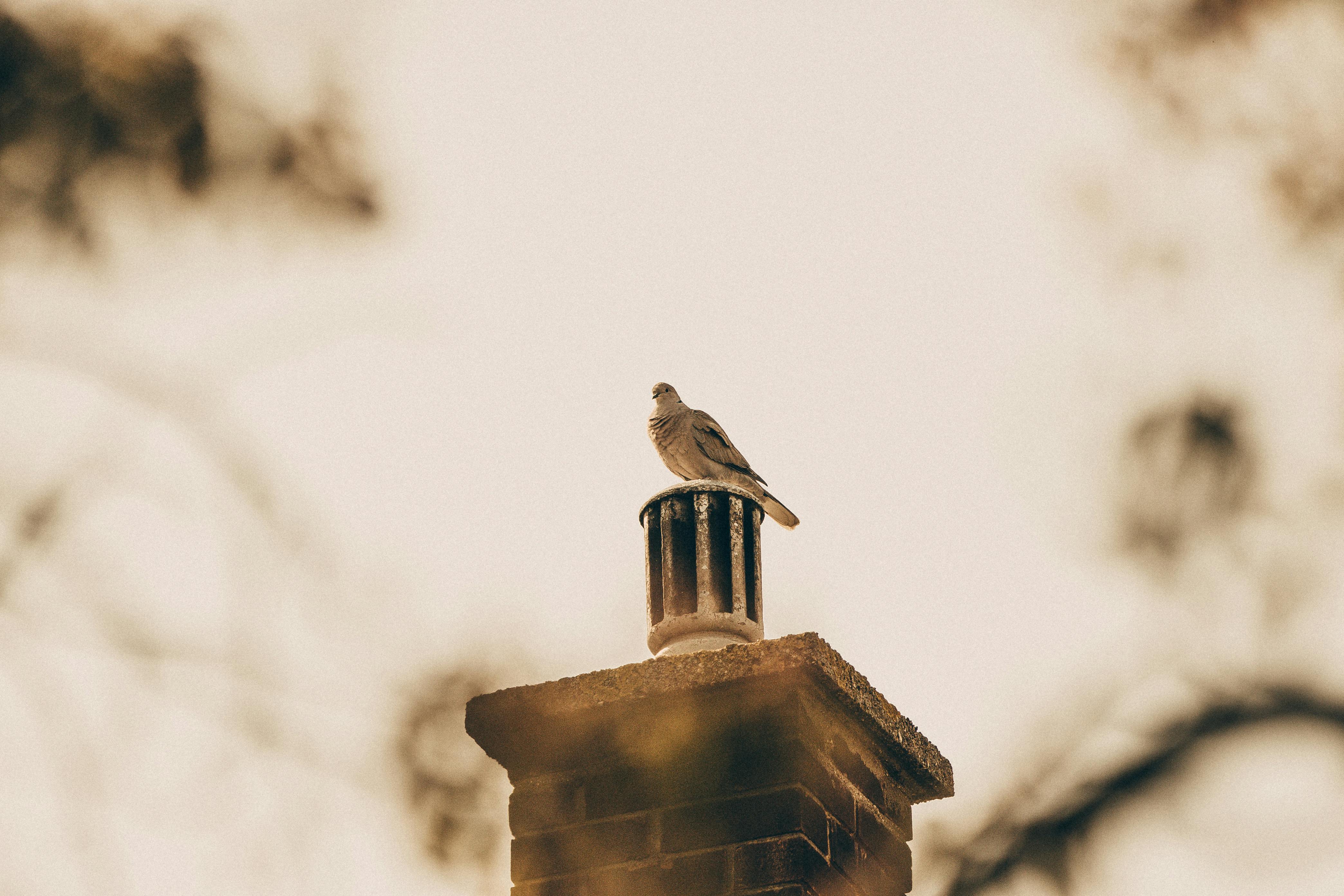 Expert Chimney Cap Installation in Coronado, California
